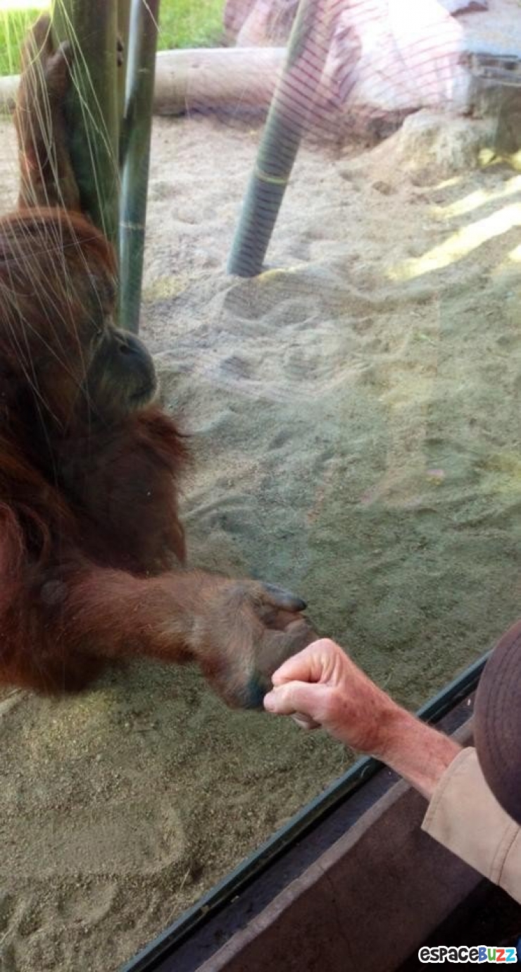 Illustration de l'article : 15 photos d’animaux de zoo qui interagissent avec leurs visiteurs