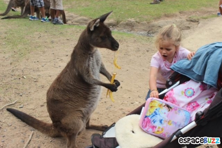 Illustration de l'article : 15 photos d’animaux de zoo qui interagissent avec leurs visiteurs