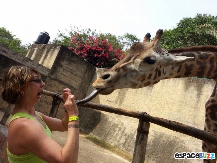 Illustration de l'article : 15 photos d’animaux de zoo qui interagissent avec leurs visiteurs
