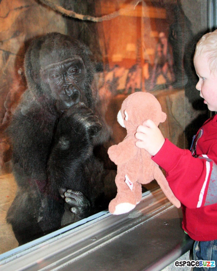 Illustration de l'article : 15 photos d’animaux de zoo qui interagissent avec leurs visiteurs