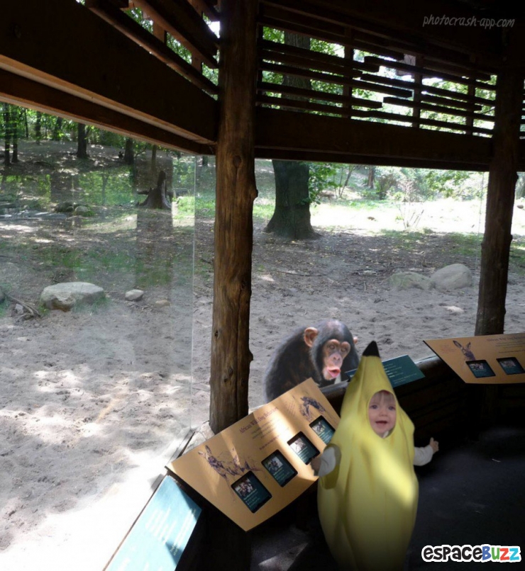 Illustration de l'article : 15 photos d’animaux de zoo qui interagissent avec leurs visiteurs