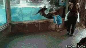 Illustration de l'article : 15 photos d’animaux de zoo qui interagissent avec leurs visiteurs