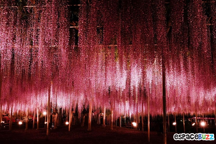Illustration de l'article : La plus grande glycine du Japon ressemble à un ciel rose