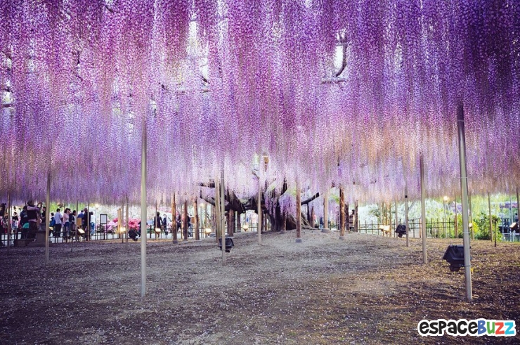 Illustration de l'article : La plus grande glycine du Japon ressemble à un ciel rose