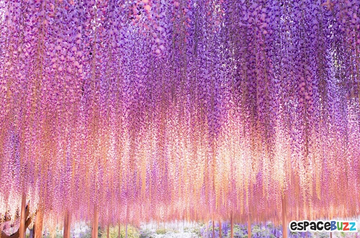 Illustration de l'article : La plus grande glycine du Japon ressemble à un ciel rose