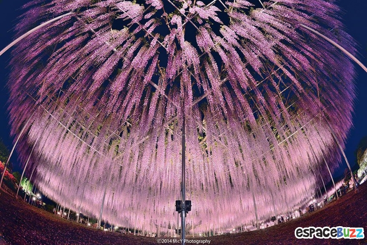 Illustration de l'article : La plus grande glycine du Japon ressemble à un ciel rose