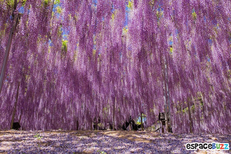 Illustration de l'article : La plus grande glycine du Japon ressemble à un ciel rose
