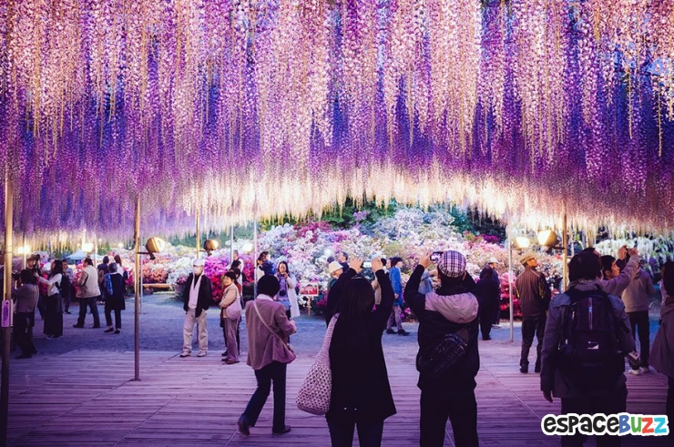 Illustration de l'article : La plus grande glycine du Japon ressemble à un ciel rose