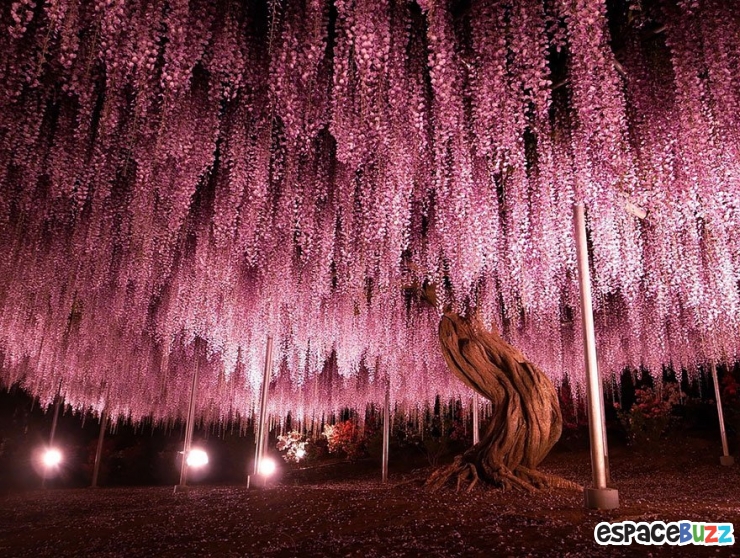 Illustration de l'article : La plus grande glycine du Japon ressemble à un ciel rose