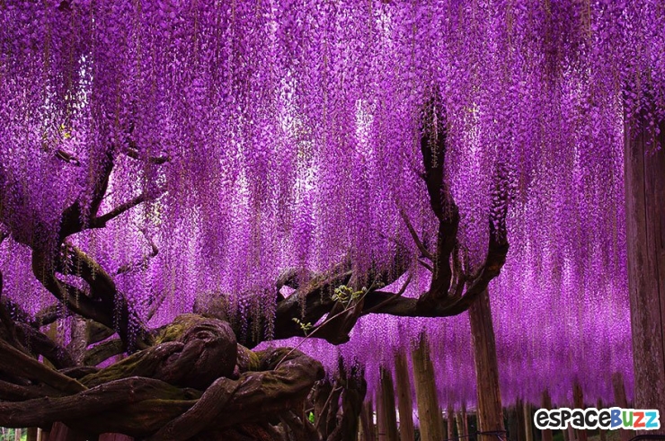 Illustration de l'article : La plus grande glycine du Japon ressemble à un ciel rose