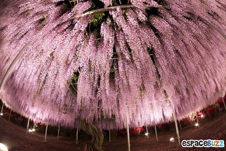 Illustration de l'article : La plus grande glycine du Japon ressemble à un ciel rose