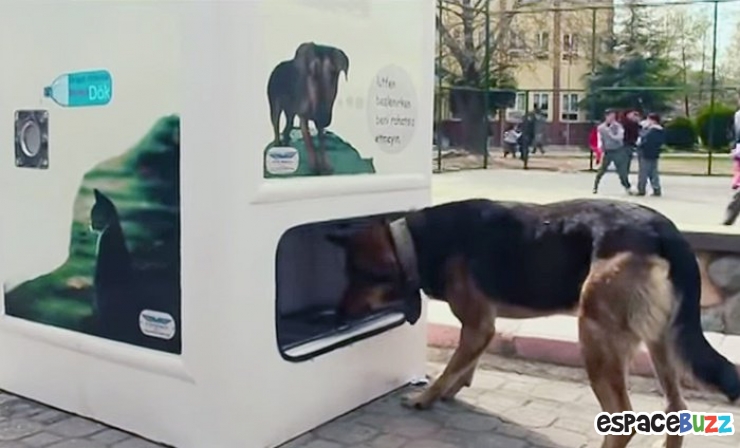 Illustration de l'article : En Turquie, recycler les bouteilles permet de nourrir les chiens et chats errants