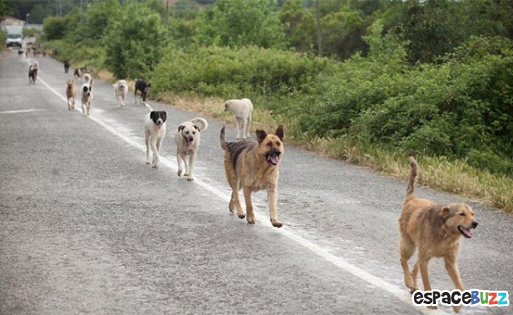 Illustration de l'article : En Turquie, recycler les bouteilles permet de nourrir les chiens et chats errants