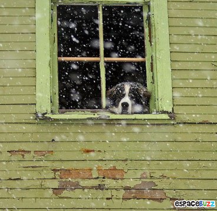 Illustration de l'article : 12 photos mélancoliques de chiens qui attendent le retour de leur maître avec impatience!