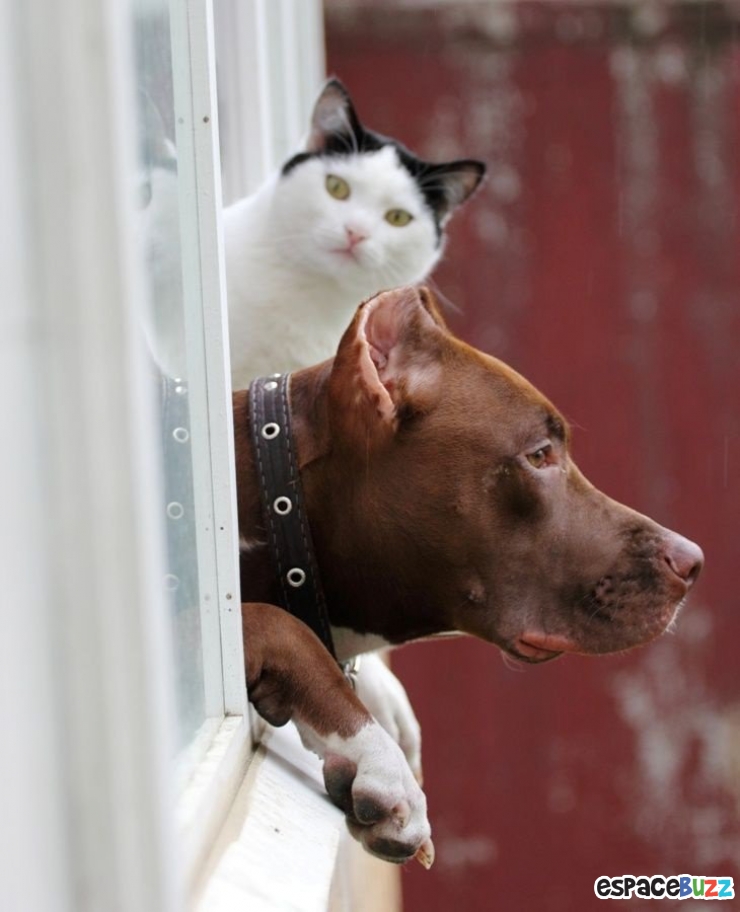 Illustration de l'article : 12 photos mélancoliques de chiens qui attendent le retour de leur maître avec impatience!