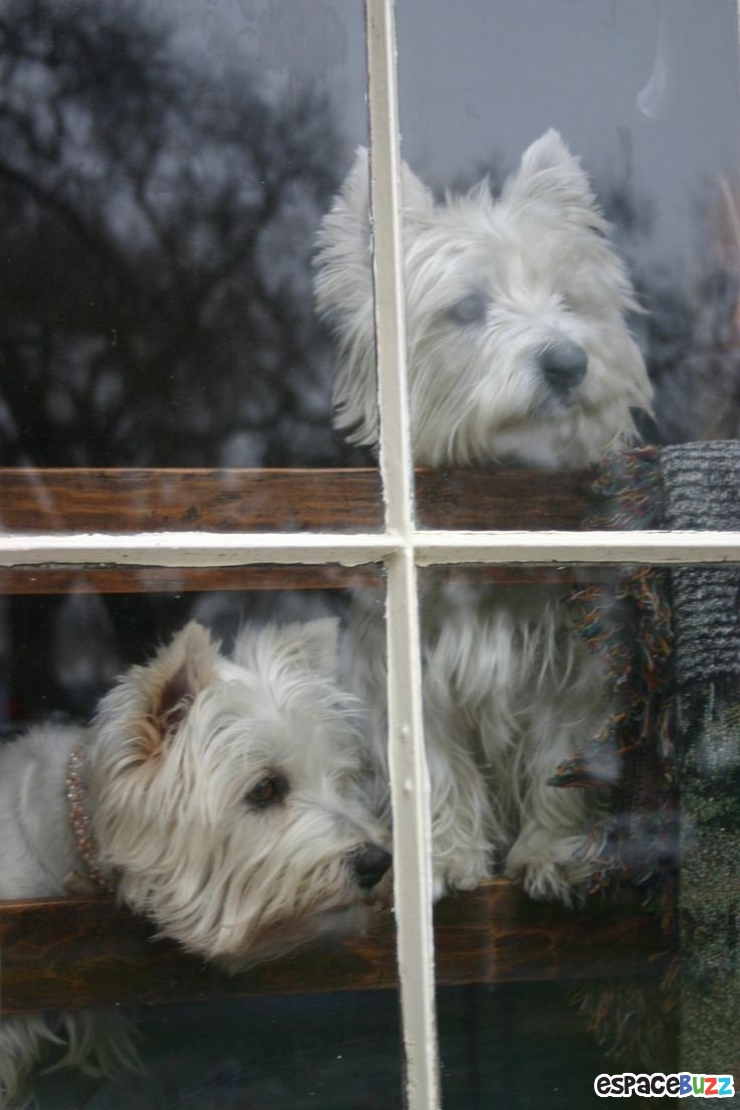 Illustration de l'article : 12 photos mélancoliques de chiens qui attendent le retour de leur maître avec impatience!