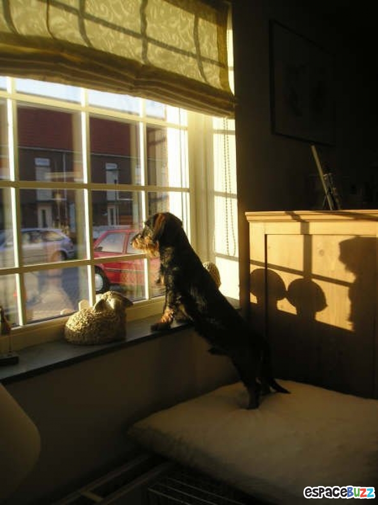 Illustration de l'article : 12 photos mélancoliques de chiens qui attendent le retour de leur maître avec impatience!