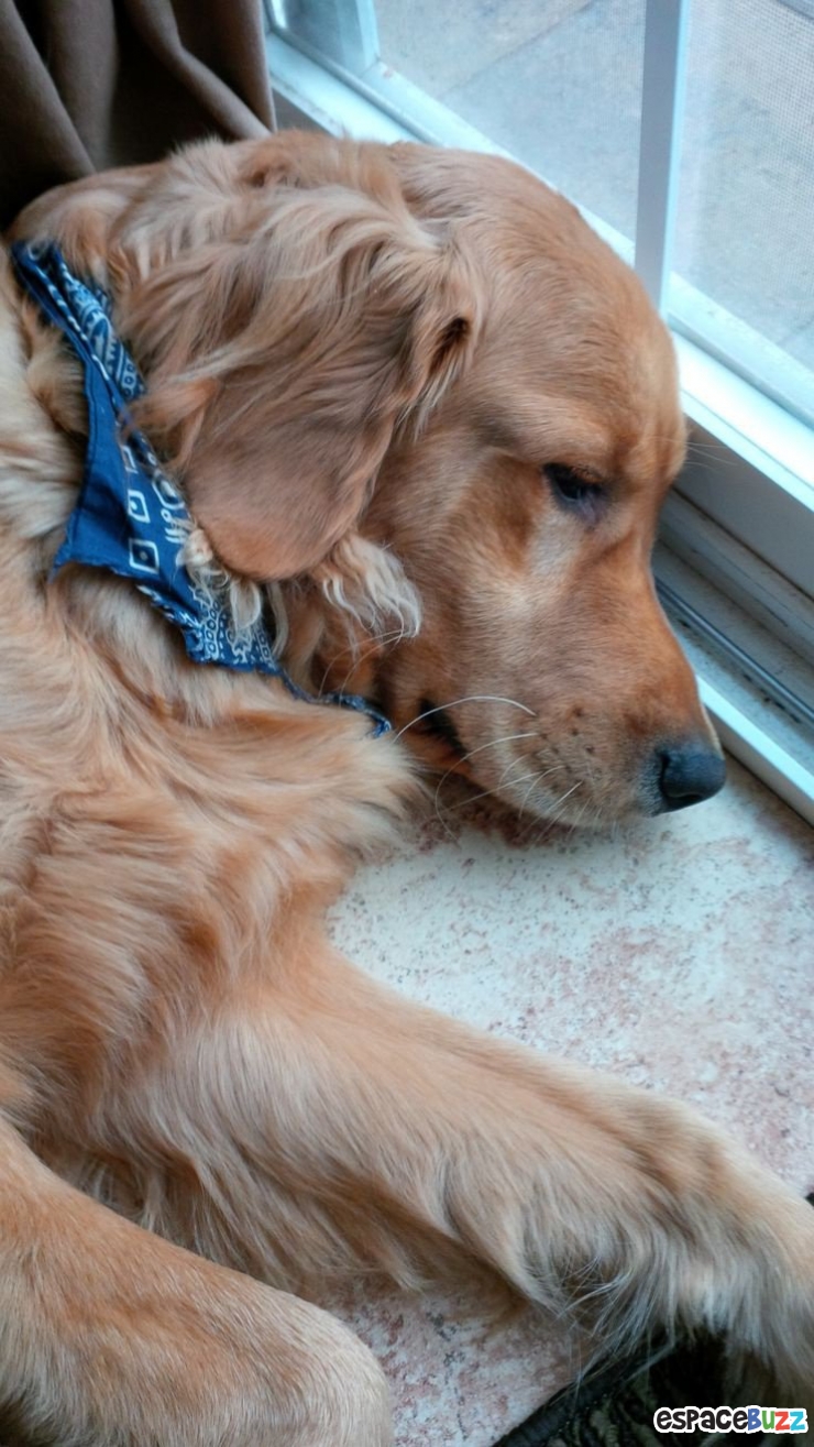 Illustration de l'article : 12 photos mélancoliques de chiens qui attendent le retour de leur maître avec impatience!