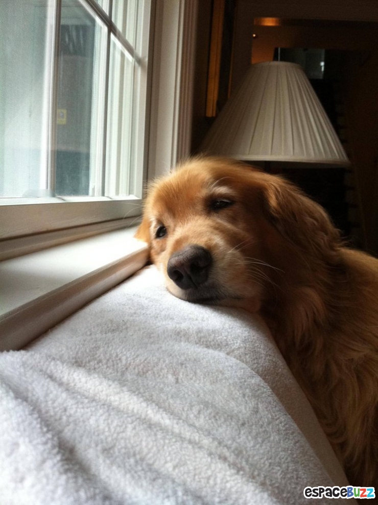 Illustration de l'article : 12 photos mélancoliques de chiens qui attendent le retour de leur maître avec impatience!