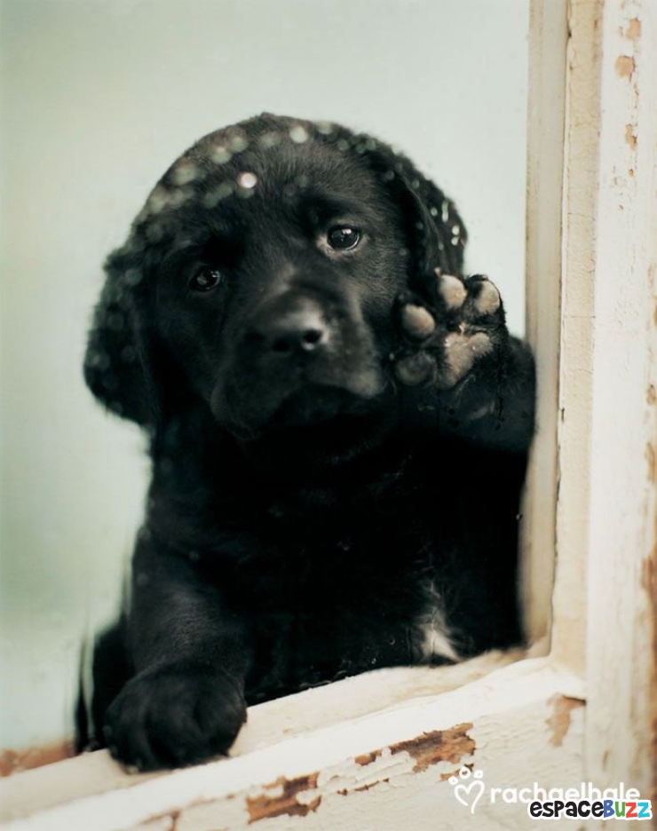 Illustration de l'article : 12 photos mélancoliques de chiens qui attendent le retour de leur maître avec impatience!