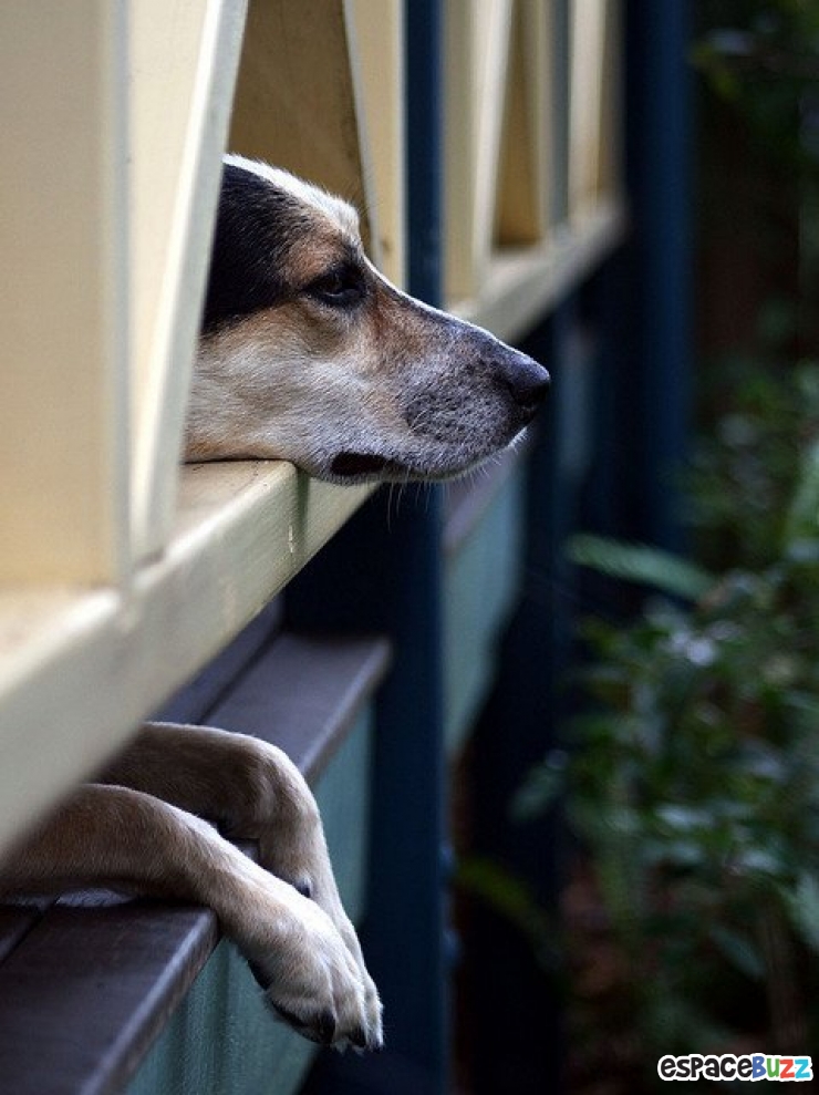 Illustration de l'article : 12 photos mélancoliques de chiens qui attendent le retour de leur maître avec impatience!