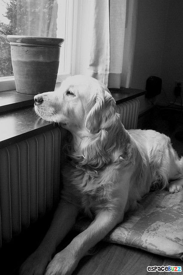 Illustration de l'article : 12 photos mélancoliques de chiens qui attendent le retour de leur maître avec impatience!