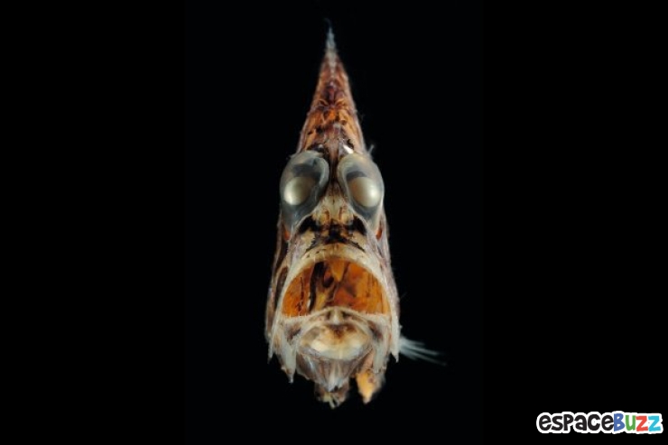 Illustration de l'article : 10 terrifiantes créatures du monde marin