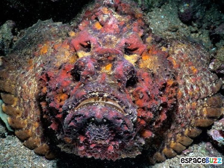 Illustration de l'article : 10 terrifiantes créatures du monde marin