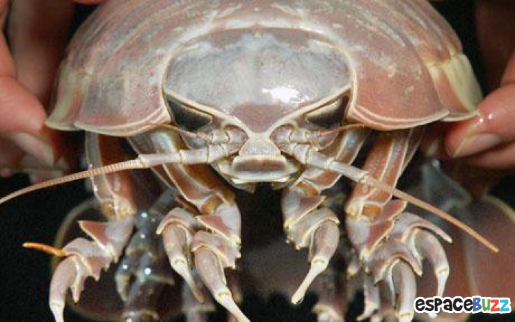 Illustration de l'article : 10 terrifiantes créatures du monde marin