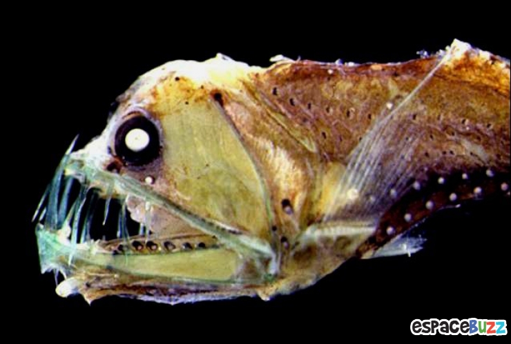 Illustration de l'article : 10 terrifiantes créatures du monde marin