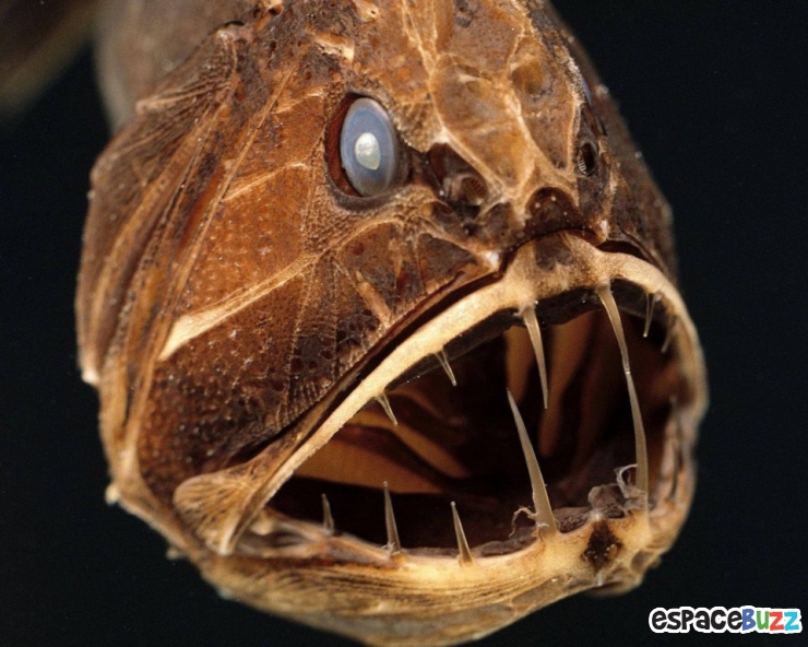 Illustration de l'article : 10 terrifiantes créatures du monde marin