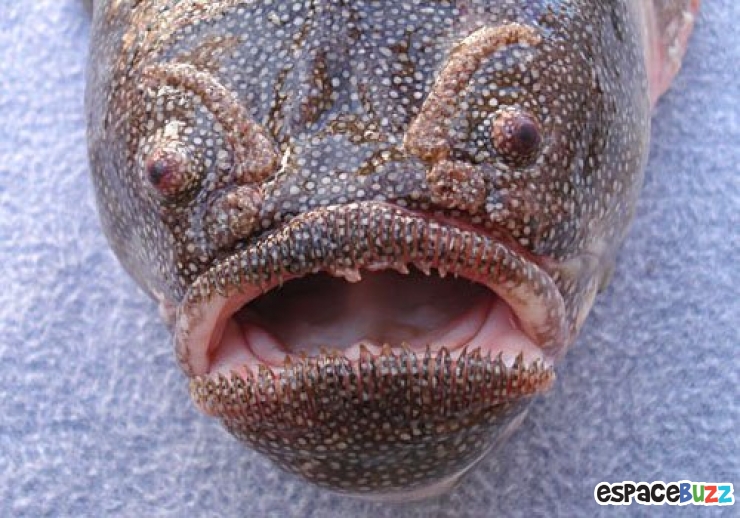 Illustration de l'article : 10 terrifiantes créatures du monde marin