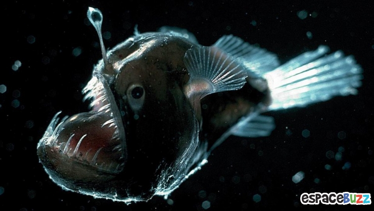 Illustration de l'article : 10 terrifiantes créatures du monde marin