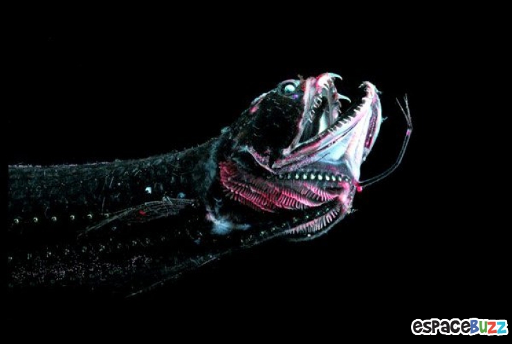 Illustration de l'article : 10 terrifiantes créatures du monde marin