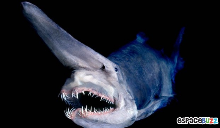 Illustration de l'article : 10 terrifiantes créatures du monde marin