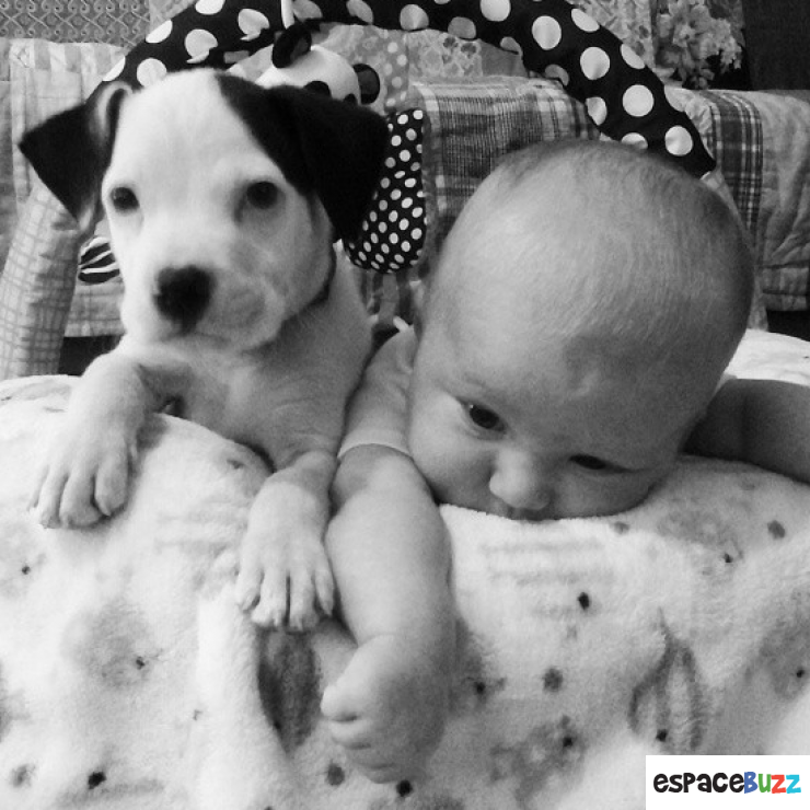 Illustration de l'article : Quand un magnifique petit chien vient se blottir contre un bébé avec la plus grande tendresse.