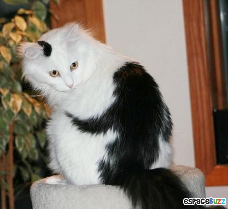 Illustration de l'article : 10 animaux avec d’incroyables pelages