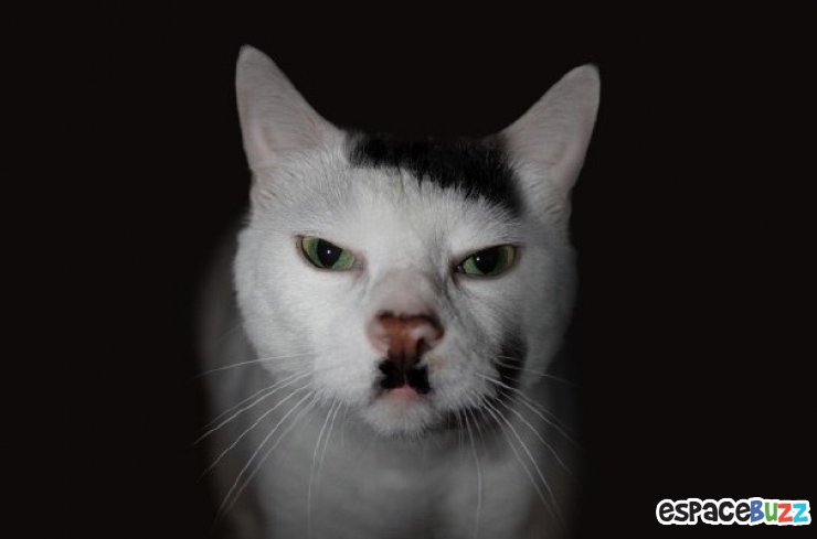 Illustration de l'article : 10 animaux avec d’incroyables pelages