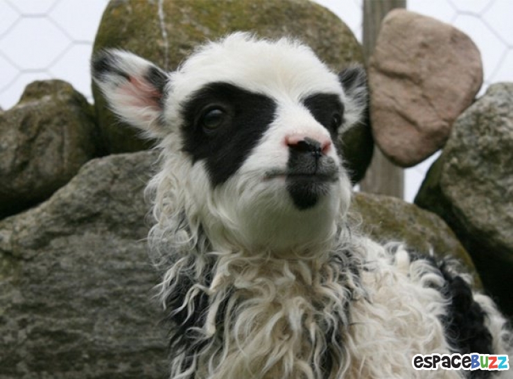 Illustration de l'article : 10 animaux avec d’incroyables pelages