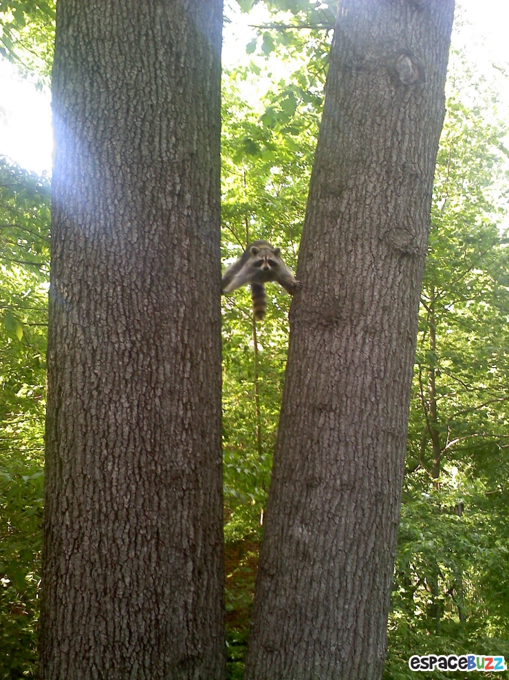 Illustration de l'article : Devenez amoureux des ratons laveurs avec ces 12 photos magnifiques!