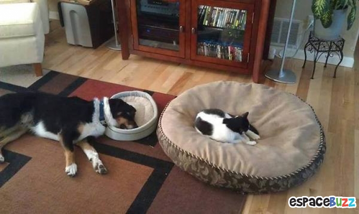 Illustration de l'article : Top 10 des chats les plus dominants!