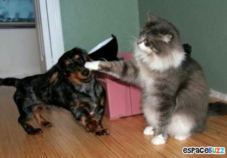 Illustration de l'article : Top 10 des chats les plus dominants!