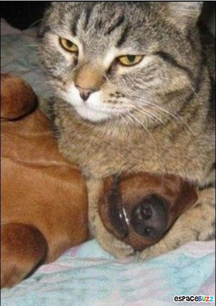 Illustration de l'article : Top 10 des chats les plus dominants!