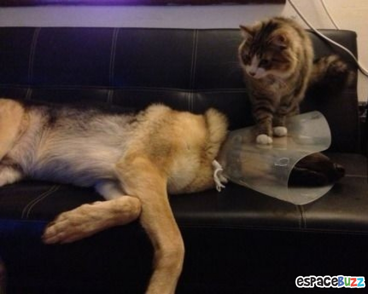 Illustration de l'article : Top 10 des chats les plus dominants!