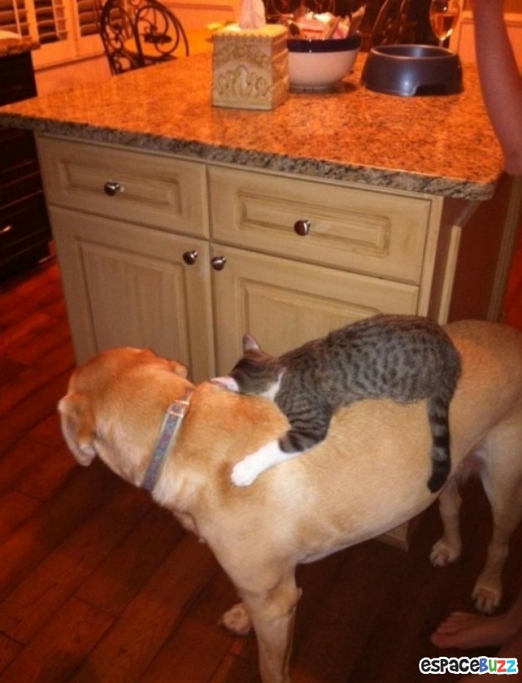 Illustration de l'article : Top 10 des chats les plus dominants!