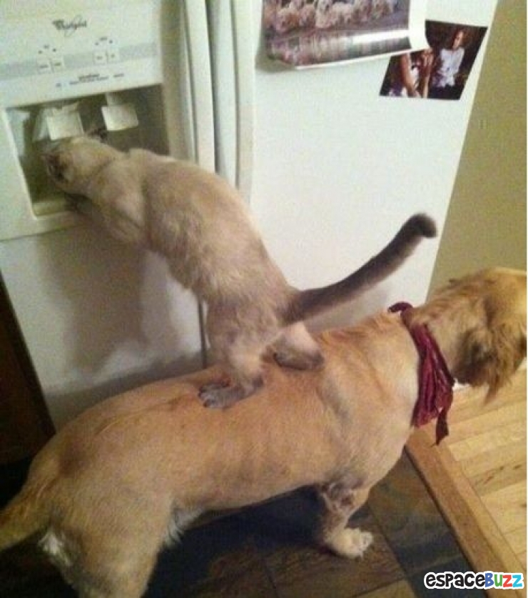 Illustration de l'article : Top 10 des chats les plus dominants!