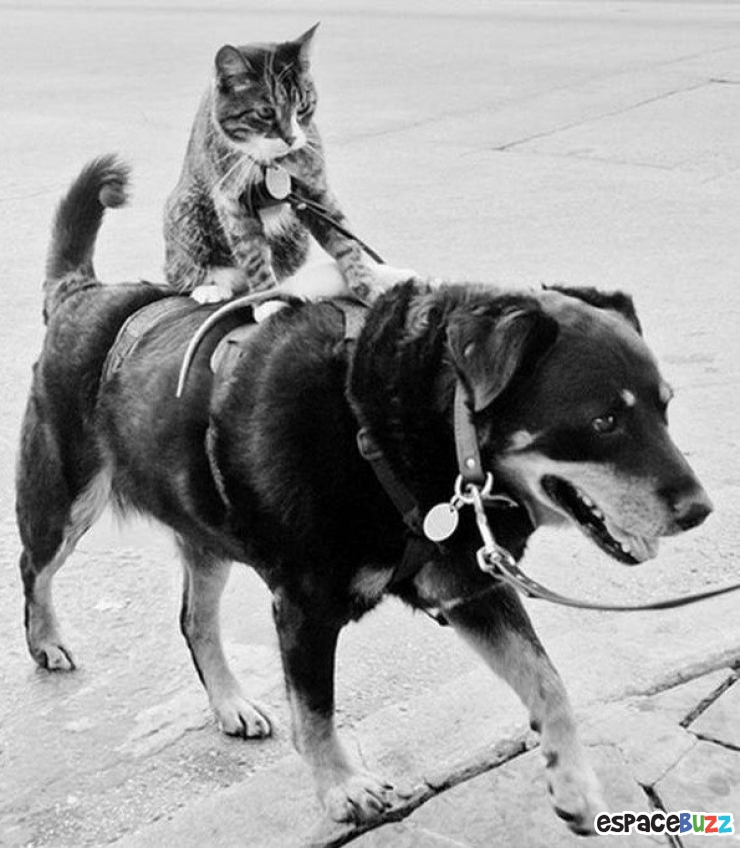 Illustration de l'article : Top 10 des chats les plus dominants!