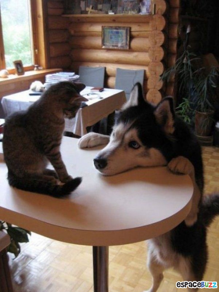 Illustration de l'article : Top 10 des chats les plus dominants!