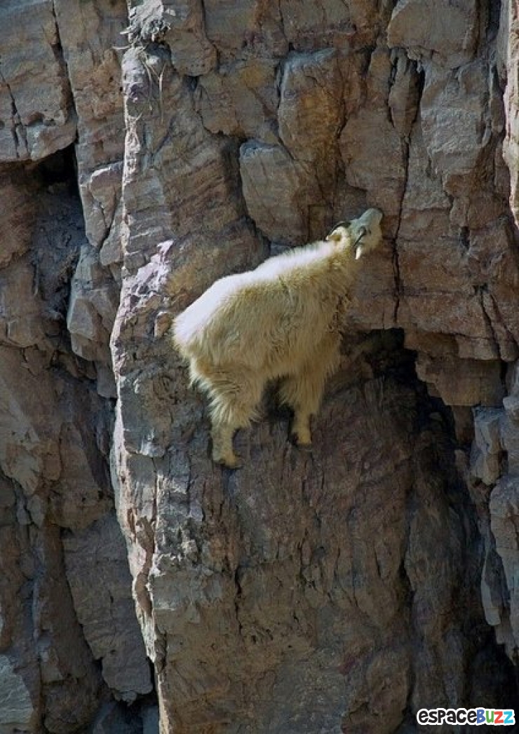 Illustration de l'article : 10 chèvres de montagne qui n’ont rien à envier à Spiderman