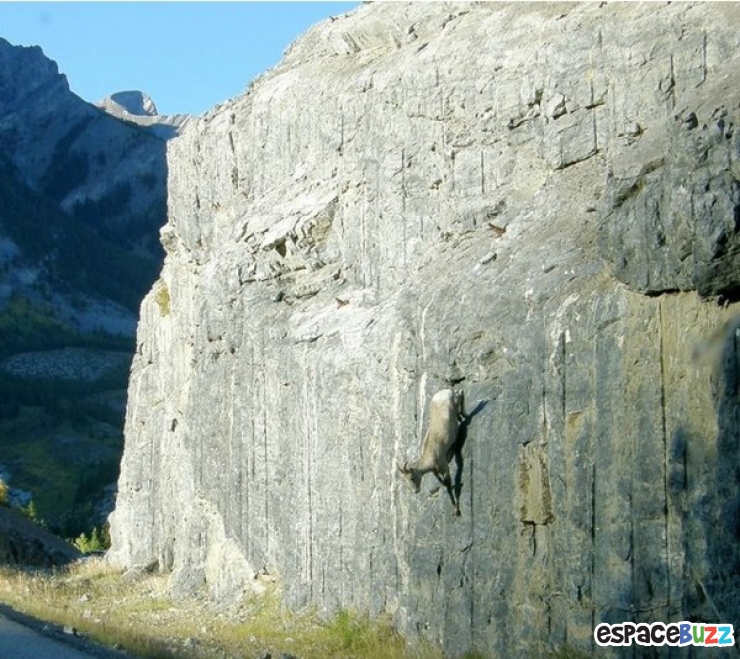 Illustration de l'article : 10 chèvres de montagne qui n’ont rien à envier à Spiderman